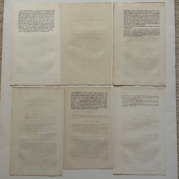 6 Curtis 1800’s Hand-colored Engravings Peony, Hibiscus, Camellia, Water Lily - Picture 10 of 13